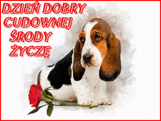 Dzień dobry wita pies beagle z różą i życzy cudownej srody